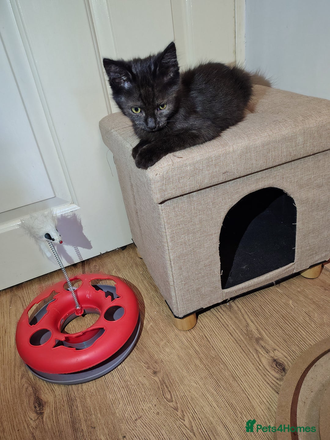 Mixed Breed cats for sale: Black mixed breed kittens - Image 10