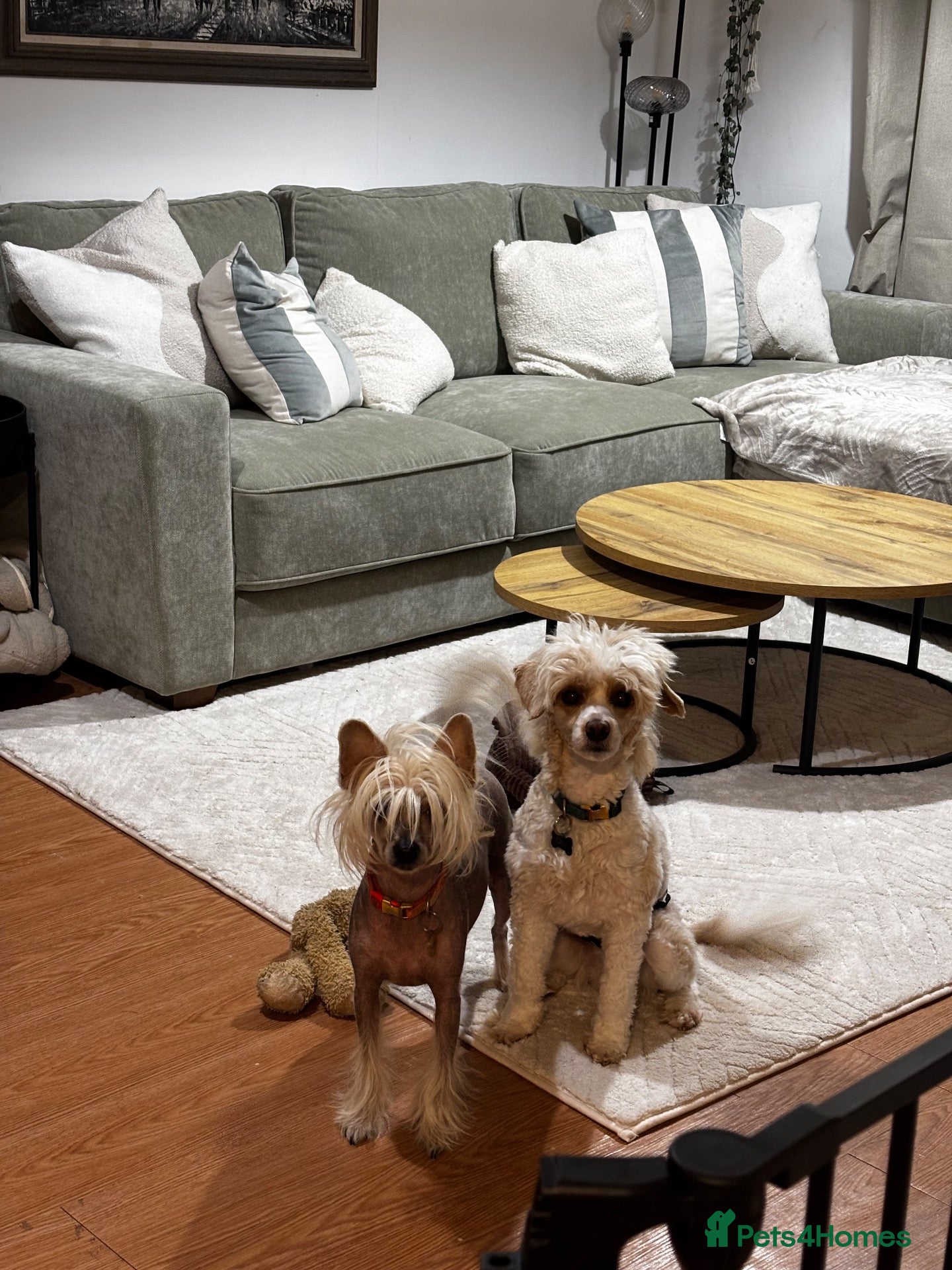 Chinese Crested dogs Chinese Crested Puppies confirmed.  - Advert 15