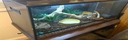 Python Snake reptiles for sale: Royal python in Newport - Advert 3