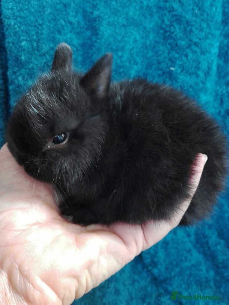 Netherland Dwarf rabbits Baby rabbits bunnies  - Advert 2