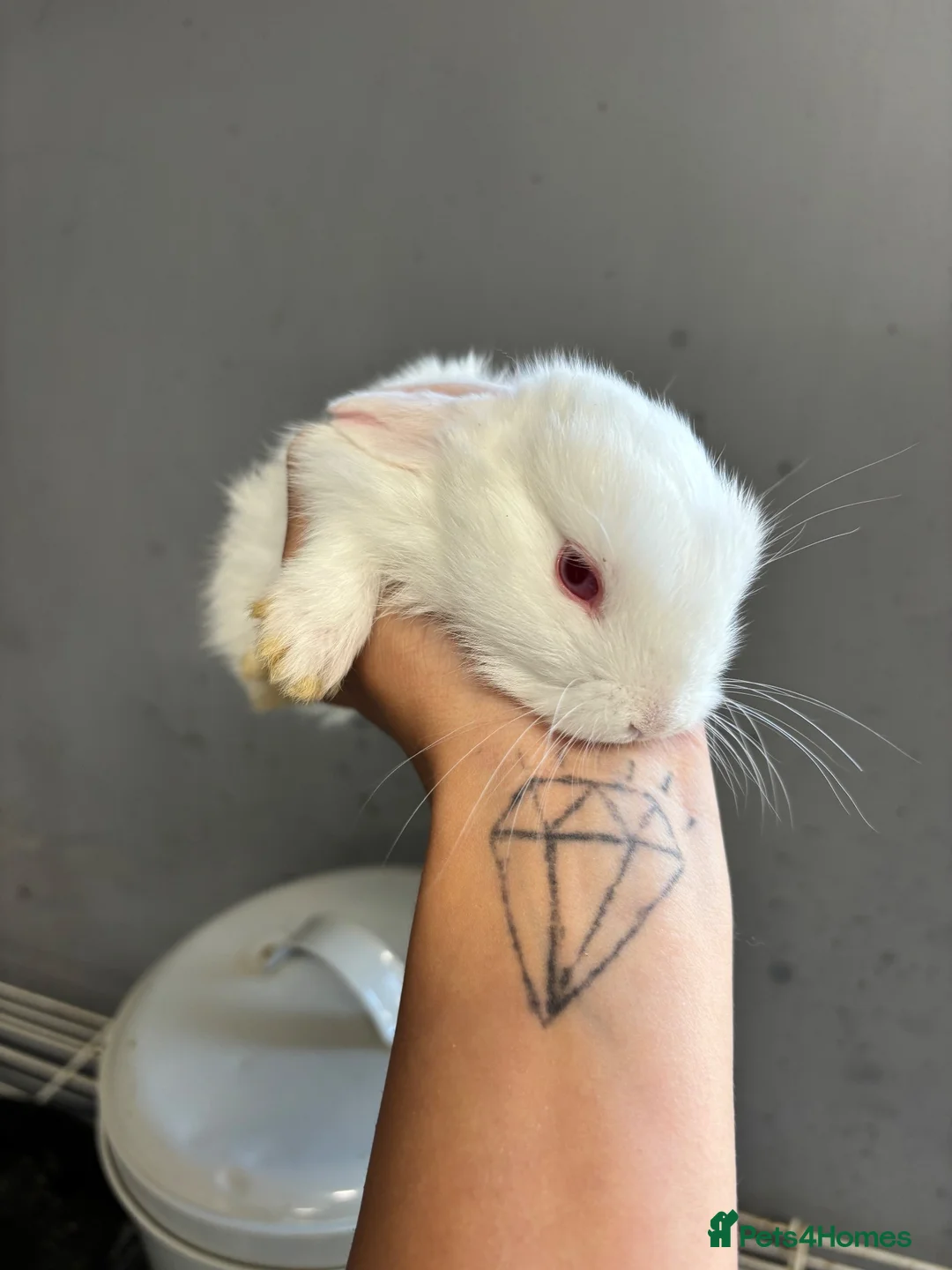 Mini Lop rabbits for sale: Baby mini lops  - Advert 3