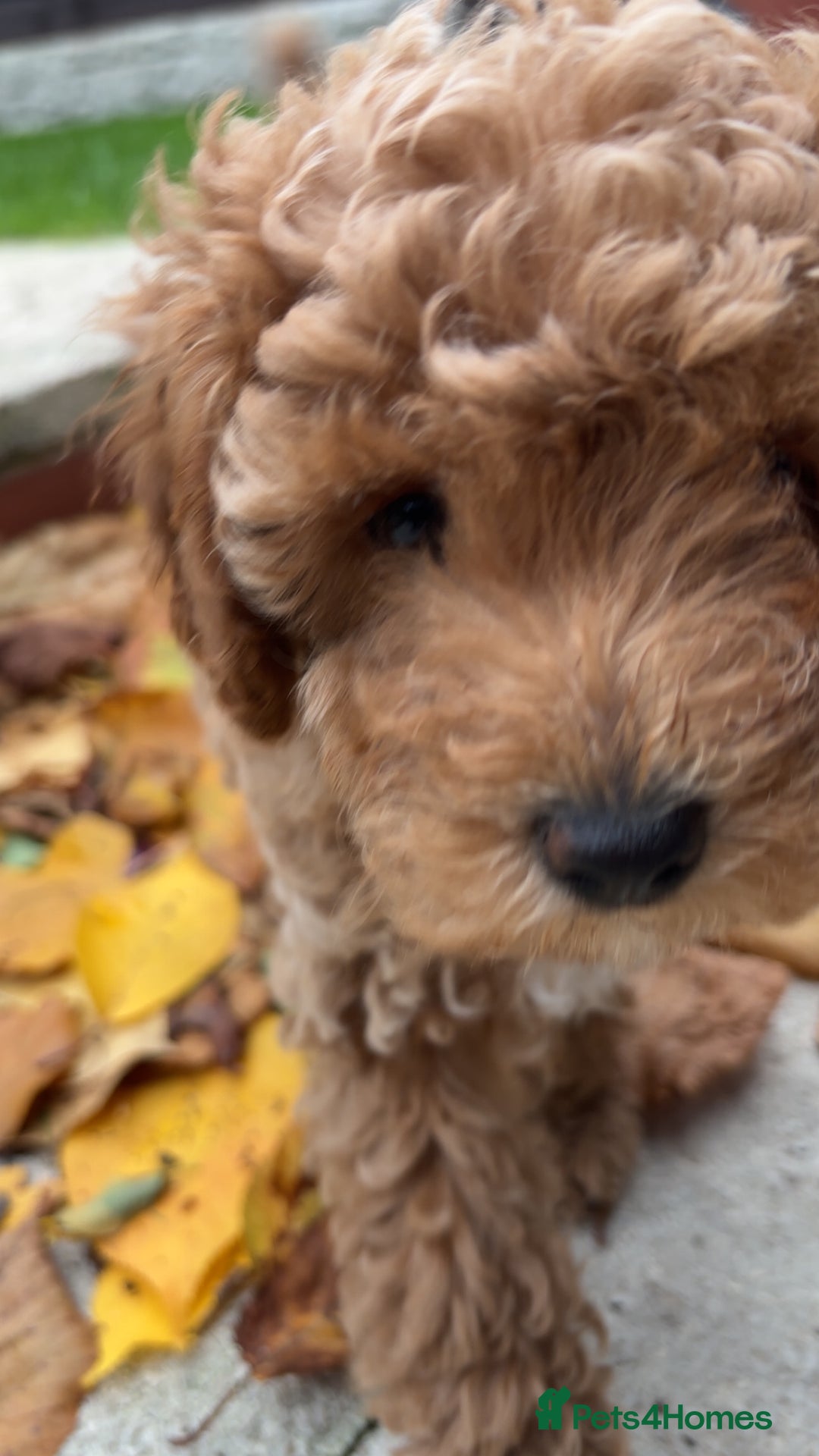Cavapoo dogs for sale:  Cavapoo puppies  - Advert 19