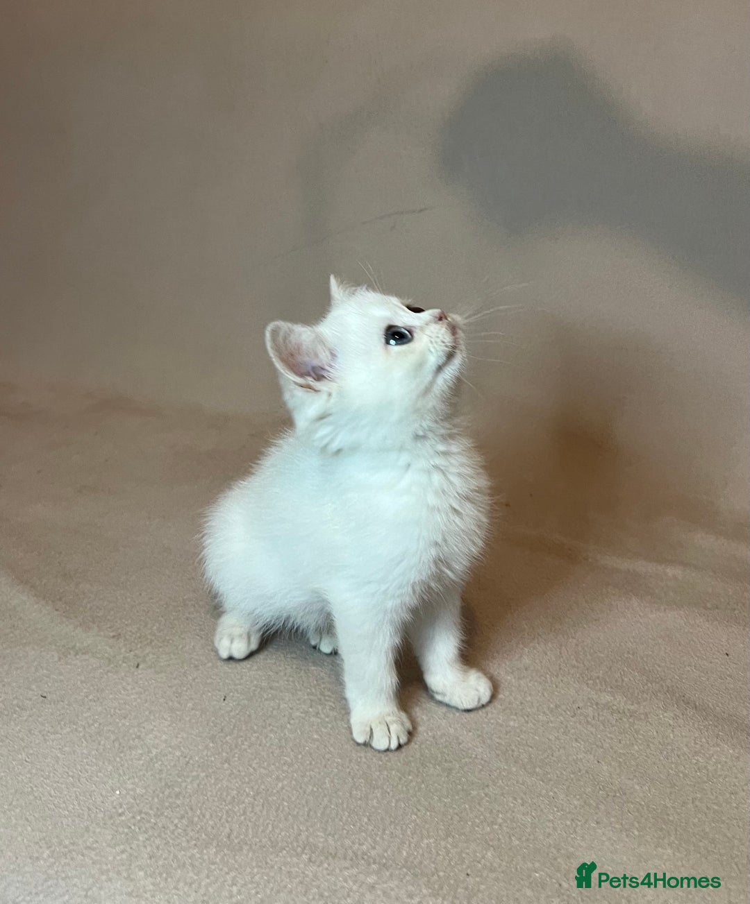 British Shorthair cats for sale: 🐾 Pure BSH Kittens 🐾  - Advert 26