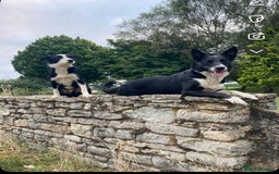 Border Collie dogs for sale: Pedigree Border Collie puppies  - Image 5