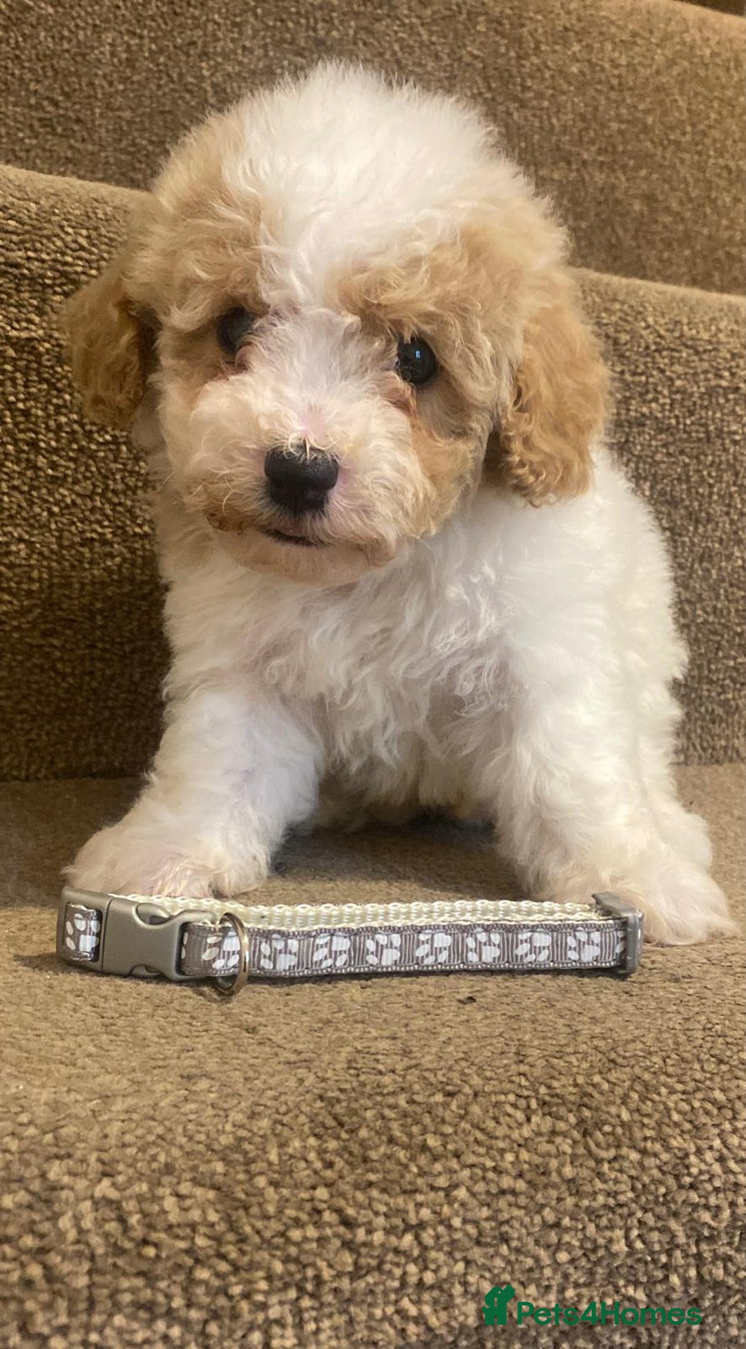 Cavapoo dogs for sale: F2 cavapoo puppys - Advert 14