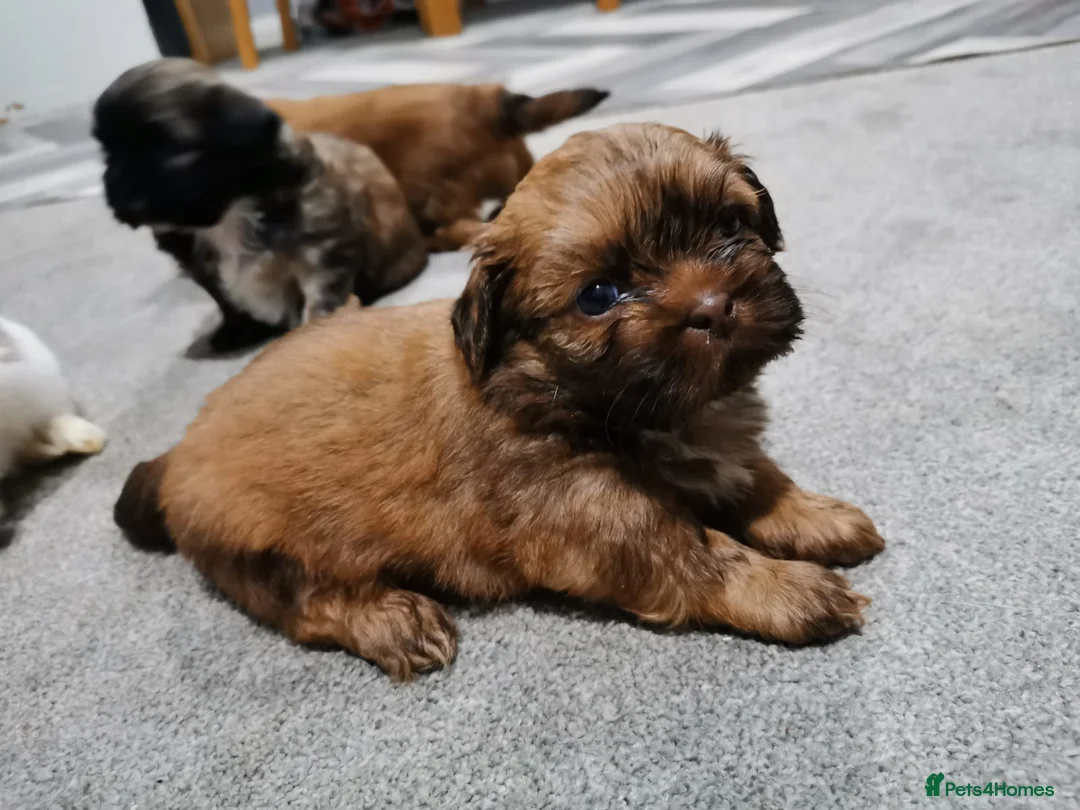 Shih Tzu dogs for stud: Kc Registered Shih Tzu for stud in Bournemouth - Advert 24