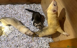 Ferret rodents for sale: 1 sliver girls and 1 polcot girl left - Image 5