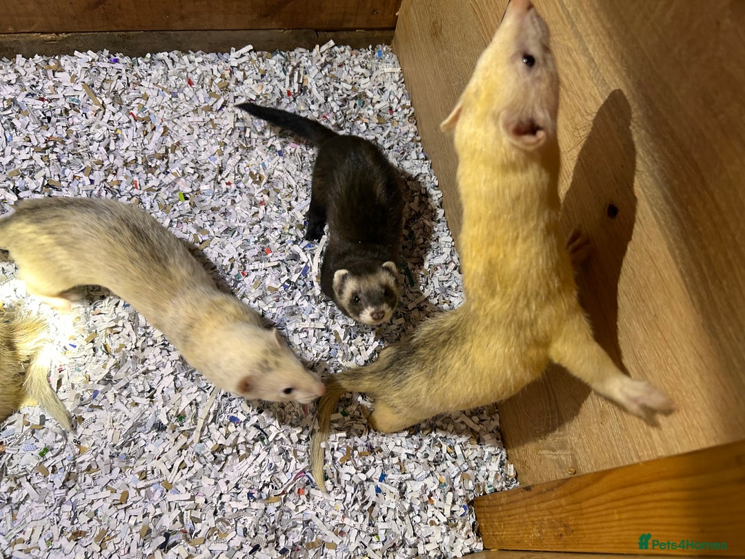 Ferret rodents for sale: 1 sliver girls and 1 polcot girl left - Image 5