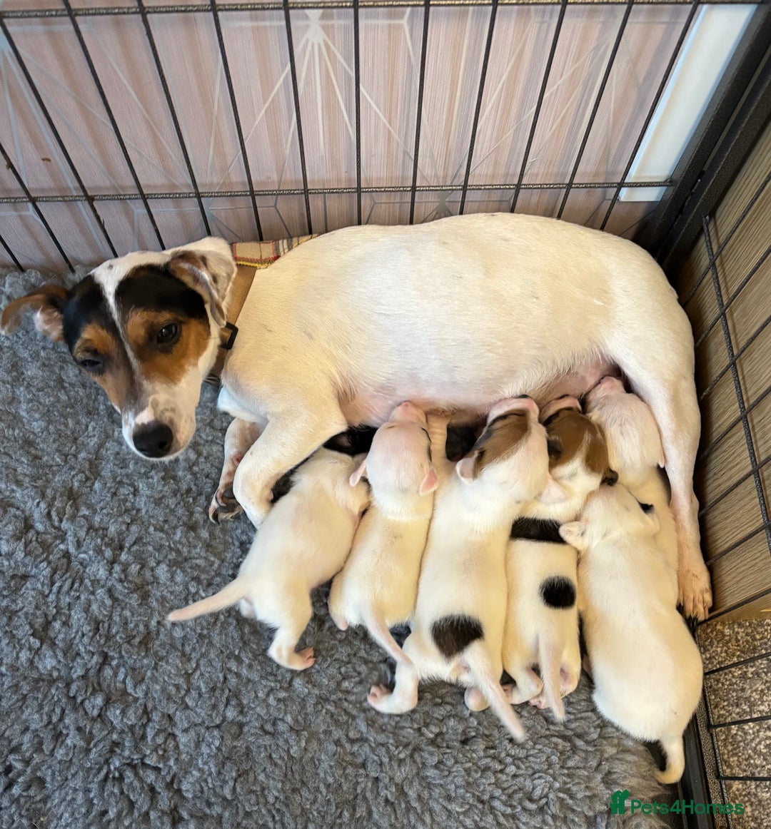 Jack Russell dogs for sale: Beautiful tiny  Russell pups - Advert 1