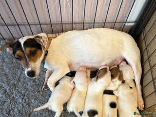 Jack Russell dogs Beautiful tiny Russell pups - Advert 1