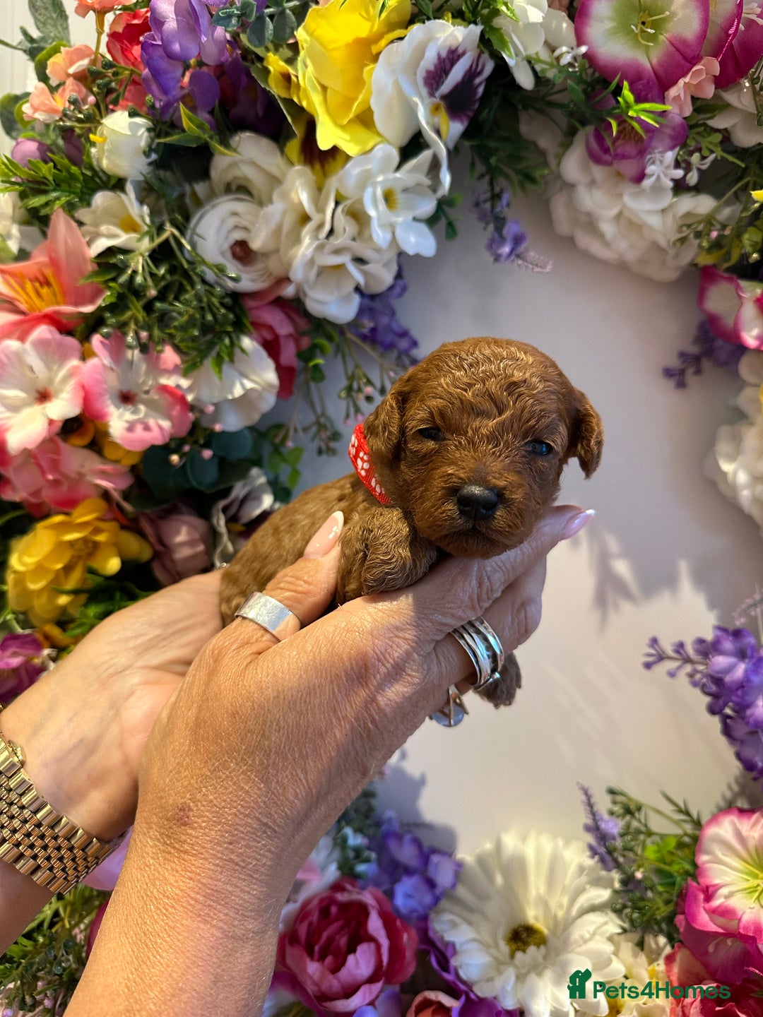 Cavapoo dogs for sale: STUNNING DEEP RED CAVAPOO PUPPIES  - Image 18