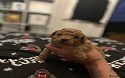 Cockapoo dogs for sale: Miniature cockapoos  - Image 6