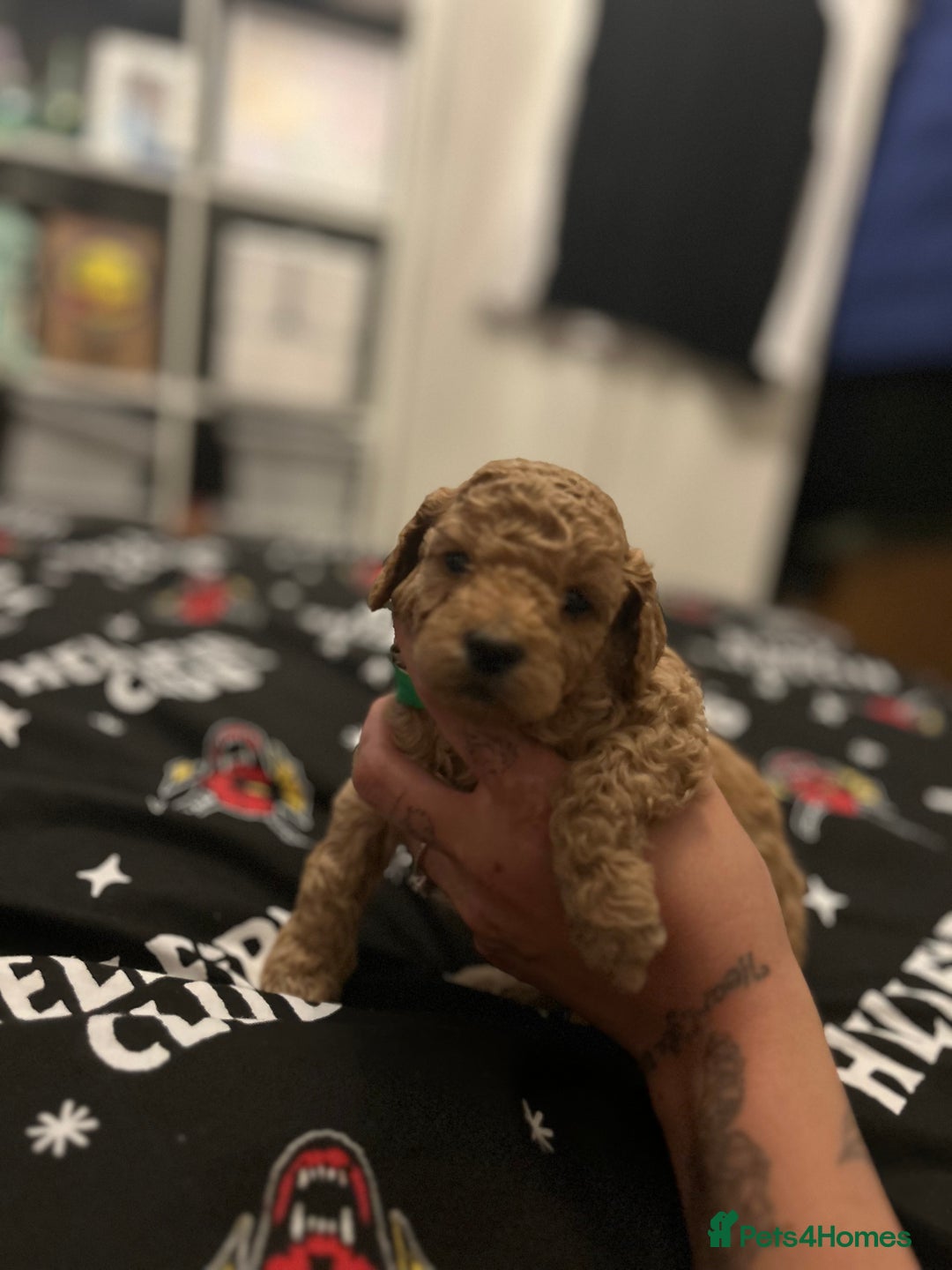 Cockapoo dogs for sale: Miniature cockapoos  - Image 6