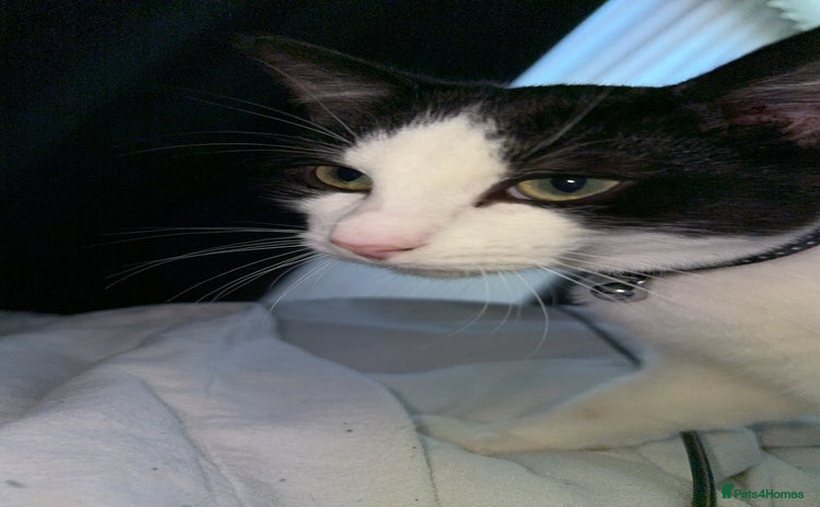 Mixed Breed cats - Advert 3