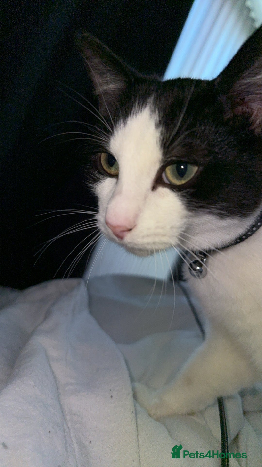 Mixed Breed cats for sale: Luna needs a forever home!! - Image 1