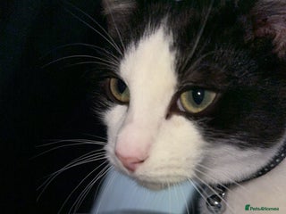 Mixed Breed cats - Advert 37