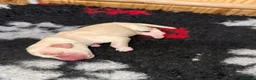 Portuguese Water Dog dogs for sale: 5 PWD puppies available - Advert 4