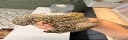 Quail poultry for sale: Female Coturnix x4  - Advert 4