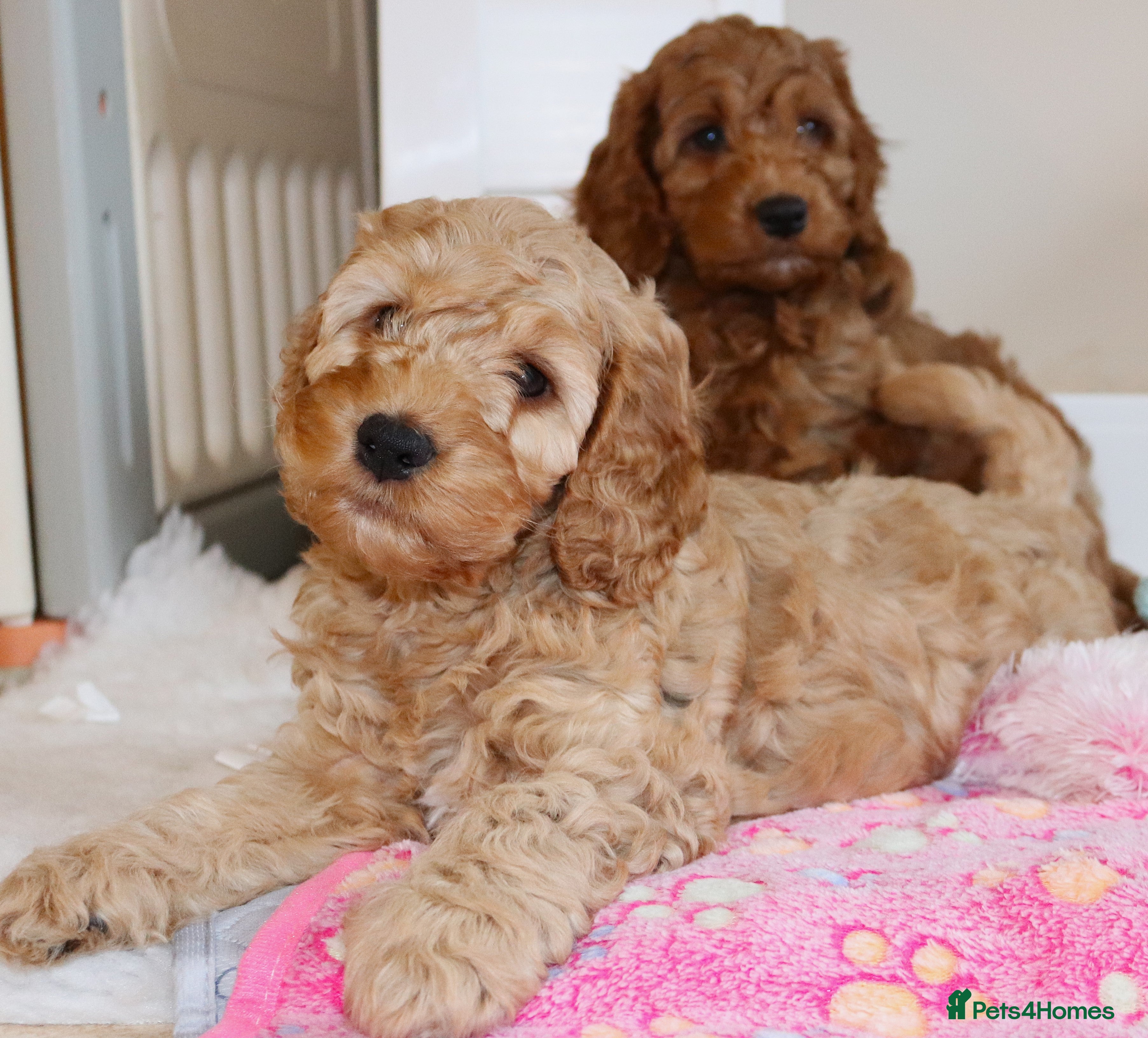 Cockapoo dogs PLATINUM 5✨ Licensed Breeder - 2 F1 Cockapoo Boys - Advert 5