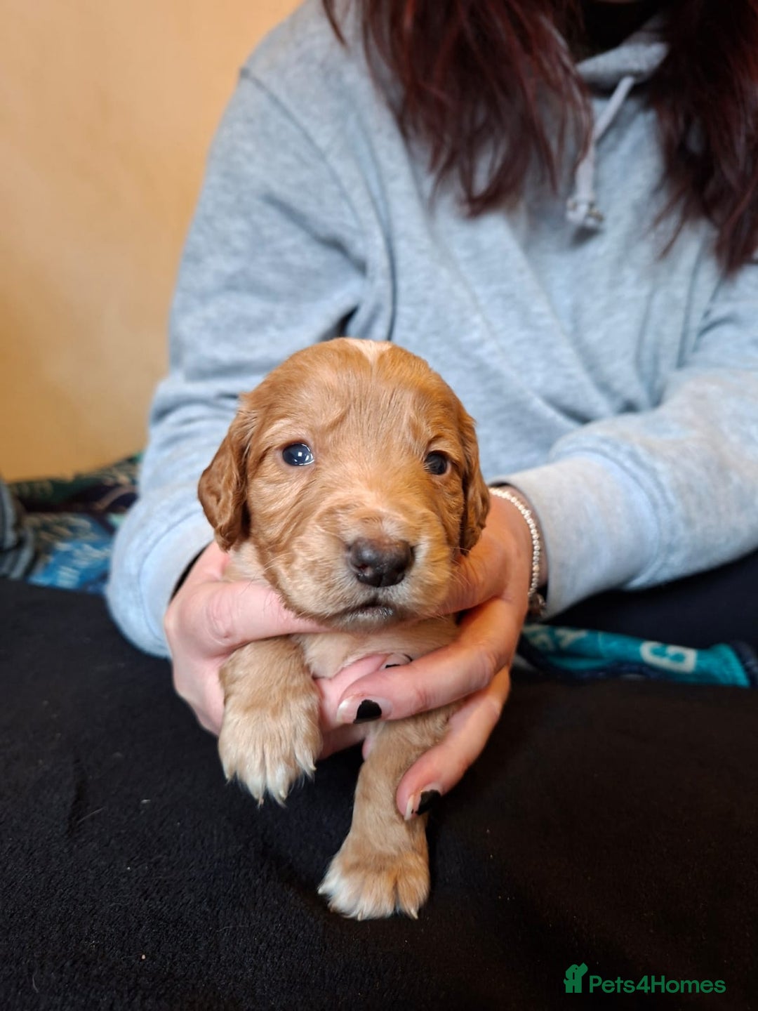 Cocker Spaniel dogs for sale: Beautiful working cocker spaniel puppies for sale - Advert 15