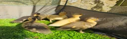 Ducks poultry for sale: 6 call ducklings 2 weeks old - Advert 4