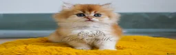 British Longhair cats for sale: TICA Exceptional Pedigree Golden British Kittens - Advert 22