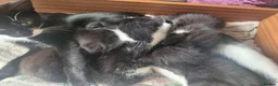 Domestic Shorthair cats for sale: Beautiful tuxedo kittens - Advert 4