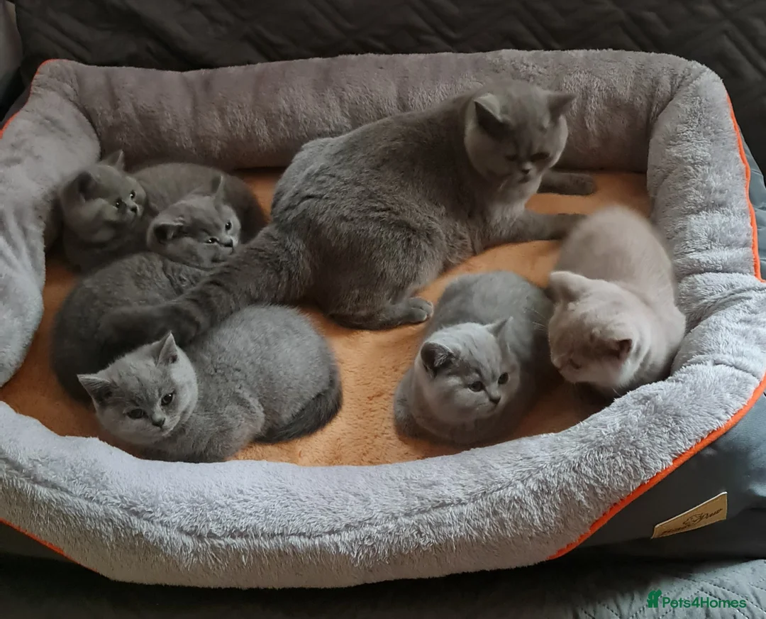 British Shorthair cats for sale: Pure Pedigree BSH kittens ( Male) - Advert 3