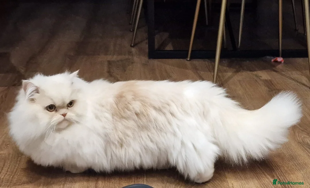 Munchkin cats for sale: Persian Munchkin Male Cat - Advert 1