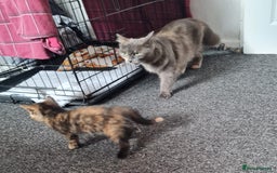 Russian Blue cats for sale: Russian blue mix  - Image 8