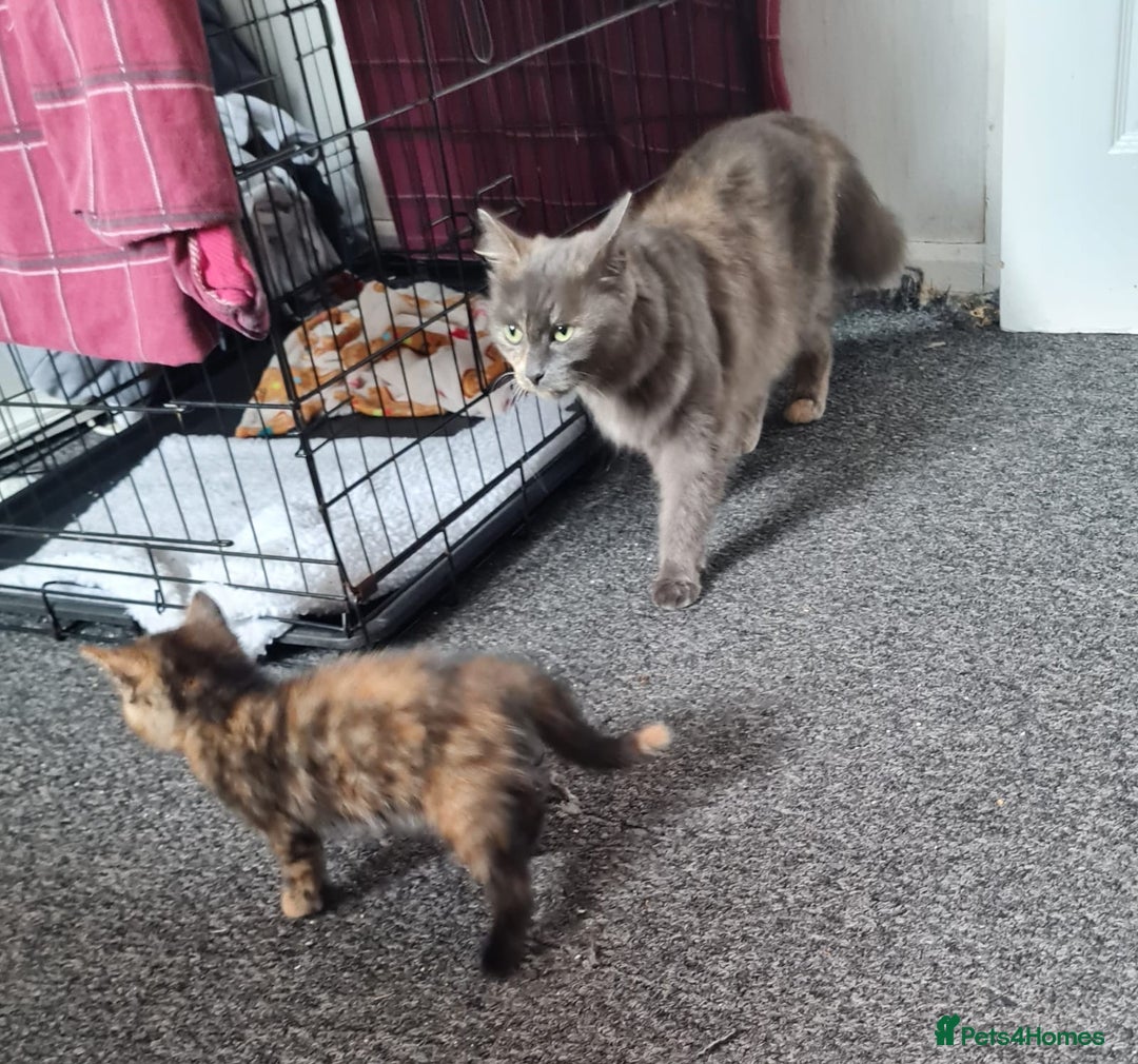 Russian Blue cats for sale: Russian blue mix  - Image 8