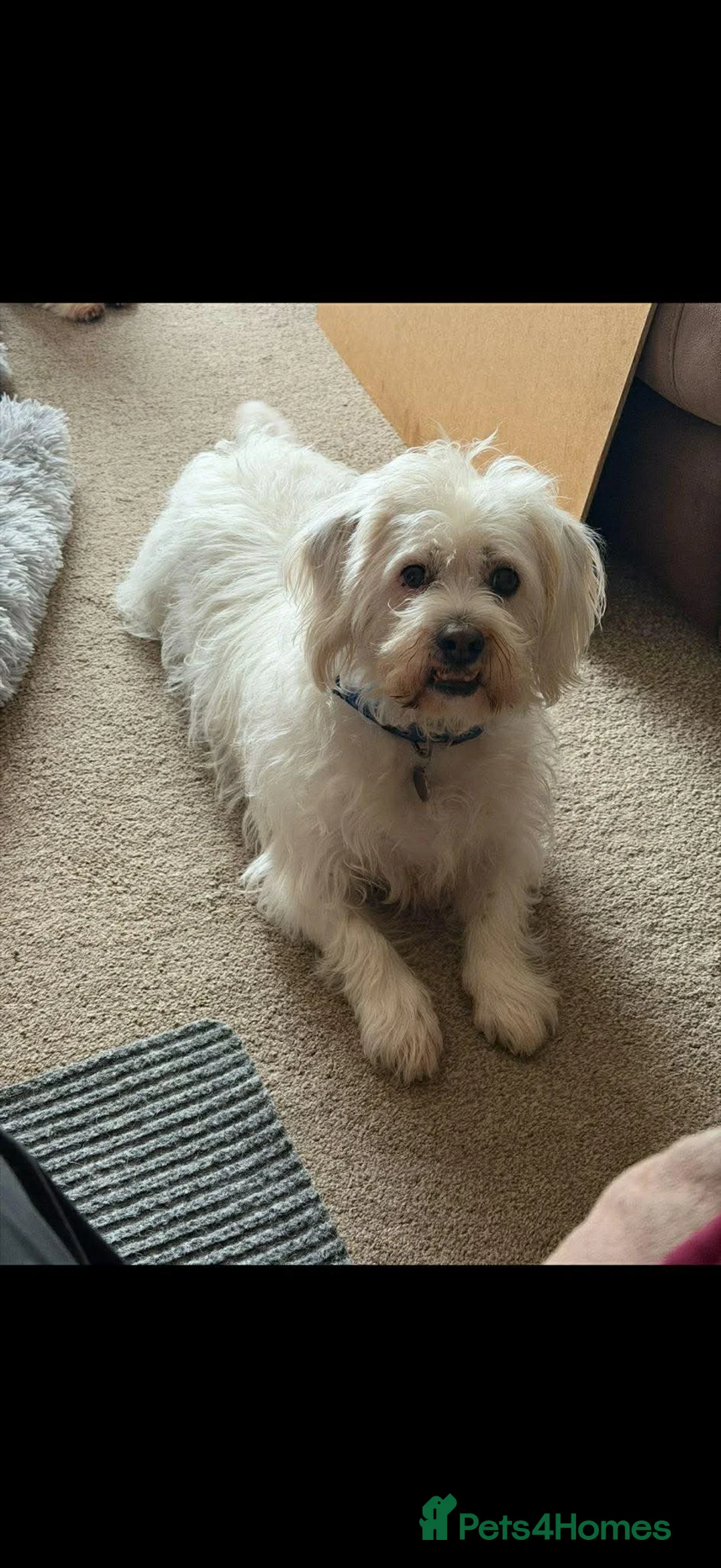 Mixed Breed dogs for adoption: Logan and Buddy 6 year old Fluff balls in Watford - Advert 2