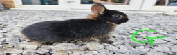 Netherland Dwarf rabbits for sale: Netherland dwarfs - Advert 4