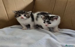 Mixed Breed cats for sale: Fluffy kittens - Image 9