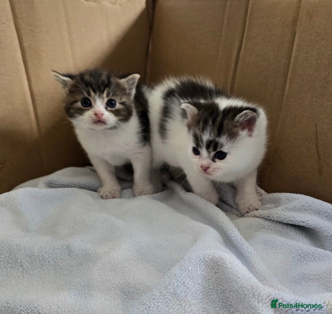 Mixed Breed cats for sale: Fluffy kittens - Image 9