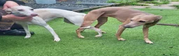 Italian Greyhound dogs for sale: Beautiful IGGY Puppies  - Advert 24