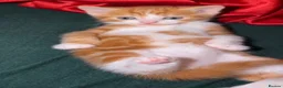 Mixed Breed cats for sale: 2 orange and 1 champagne male kittens - Advert 4