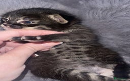 Mixed Breed cats for sale: Rare black blue eye bengal kittens - Image 5