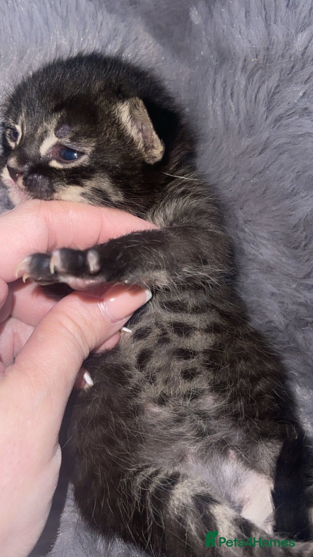 Mixed Breed cats for sale: Rare black blue eye bengal kittens - Image 5