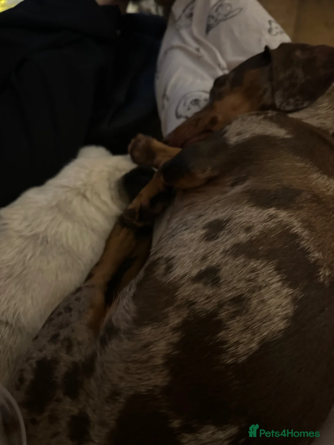 Miniature Dachshund dogs for sale: Miniature Dachshunds for sale  - Advert 2