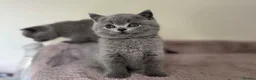 British Shorthair cats for sale: Beautiful British Shorthair Kittens Ready July - Advert 6