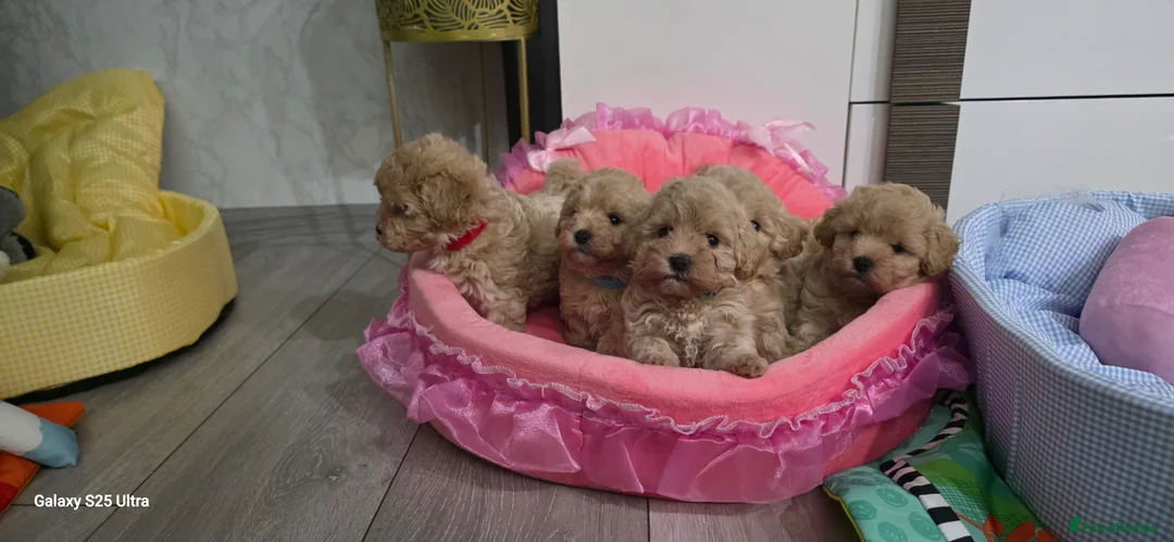 Maltipoo dogs for sale: Maltipoo F1 Toy - Advert 12