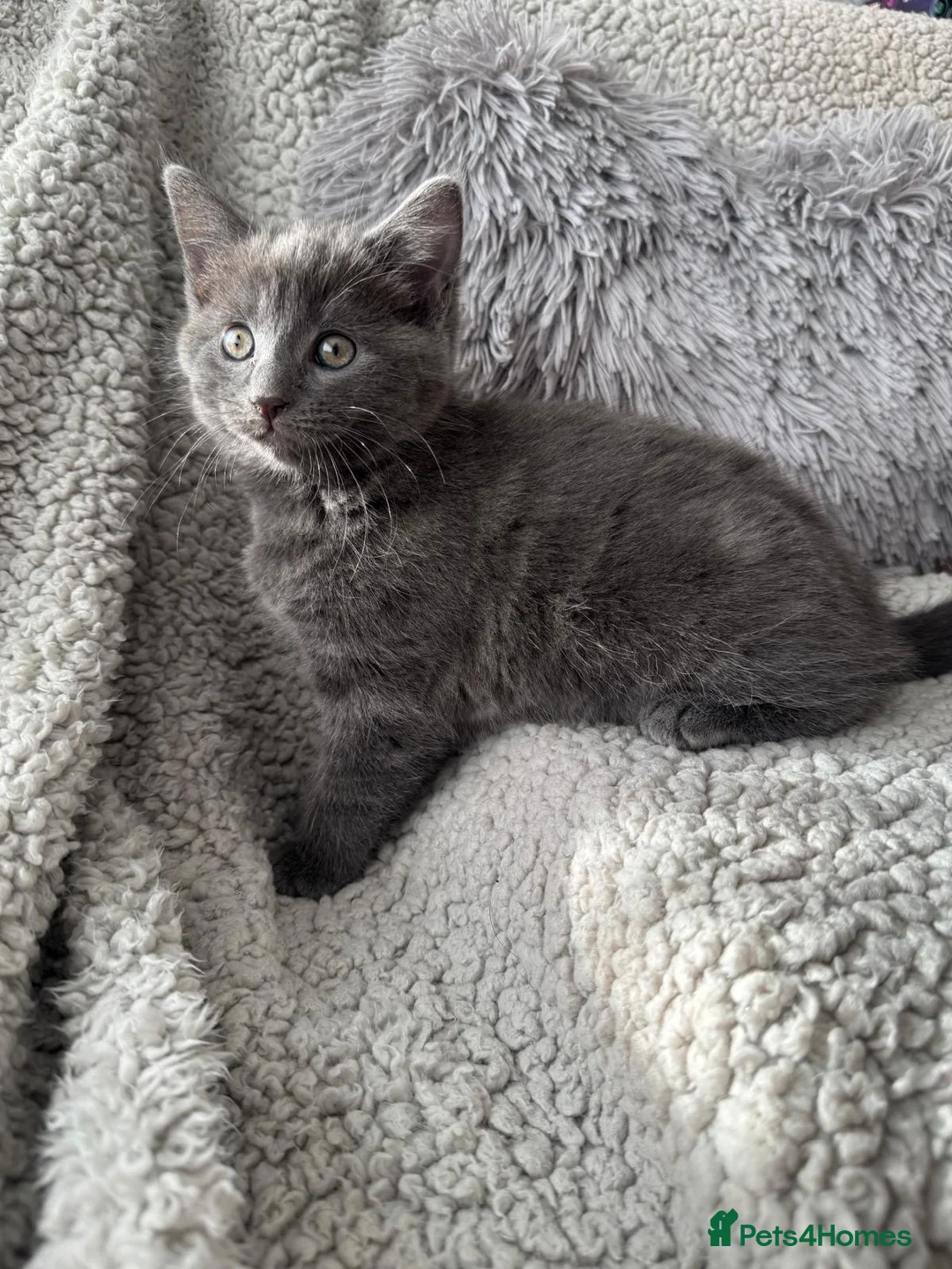 Mixed Breed cats for sale: Long Haired British Blue/Norwegian Forest kittens  - Advert 8