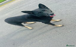 German Shepherd dogs for sale: 🐾 Trained German Shepherd “Cuba”Loving Family Dog - Image 9
