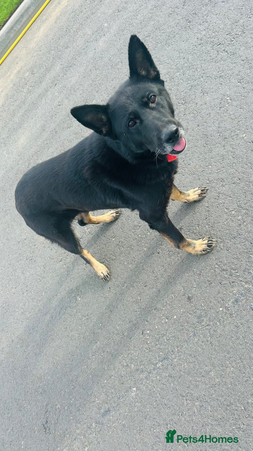 German Shepherd dogs for sale: 🐾 Trained German Shepherd “Cuba”Loving Family Dog - Image 9