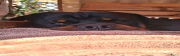 Rottweiler dogs for stud: Available stud limited time only! Serbian import - Advert 10