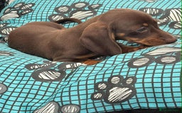 Dachshund dogs for sale: Miniature Dachshund puppies - Image 8