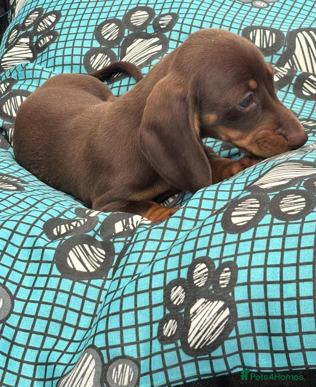 Dachshund dogs for sale: Miniature Dachshund puppies - Image 8
