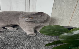 British Shorthair cats for sale: 2 British short hairs - Image 2