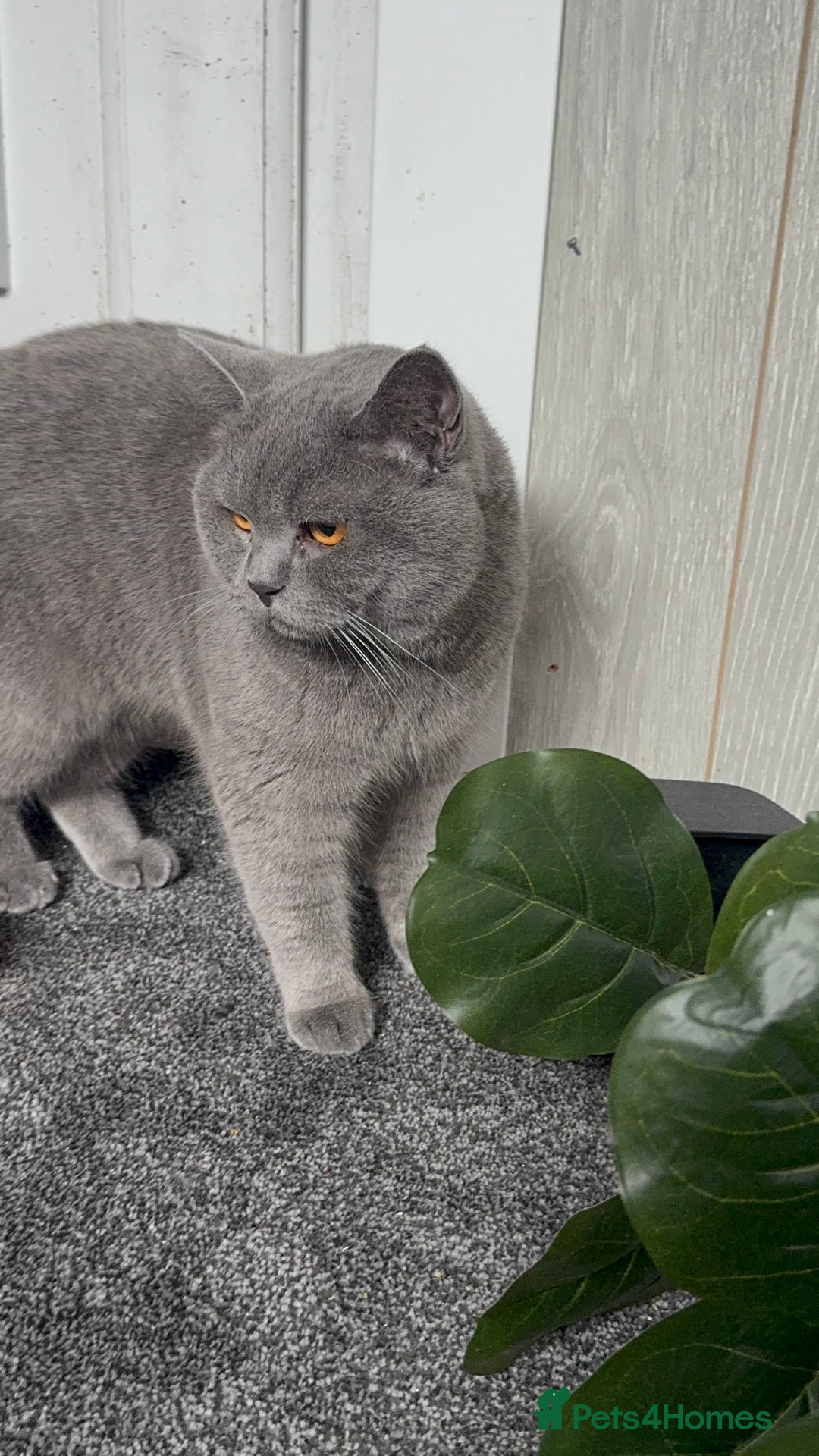 British Shorthair cats for sale: 2 British short hairs - Image 2